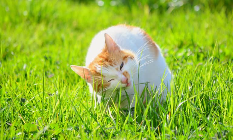 6 Main Reasons Why Your Cats Eat Grass Tips To Stop 768x461 
