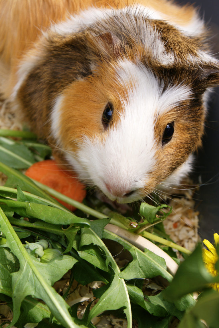 4 Things Guinea Pigs Like to Eat Most (Diet, Care & Feeding Tips)