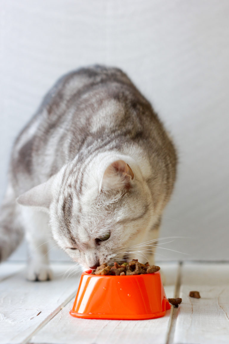 pica in cats eating plastic