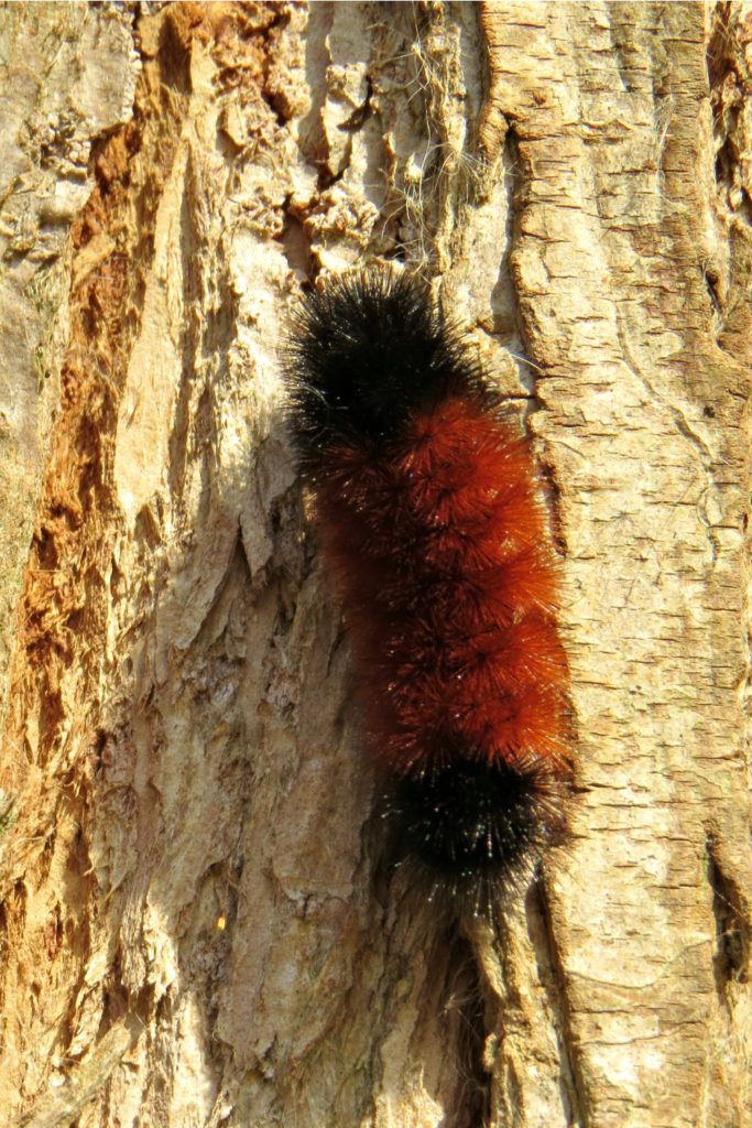 4 Things Wooly Worms Like to Eat (Diet & Facts)