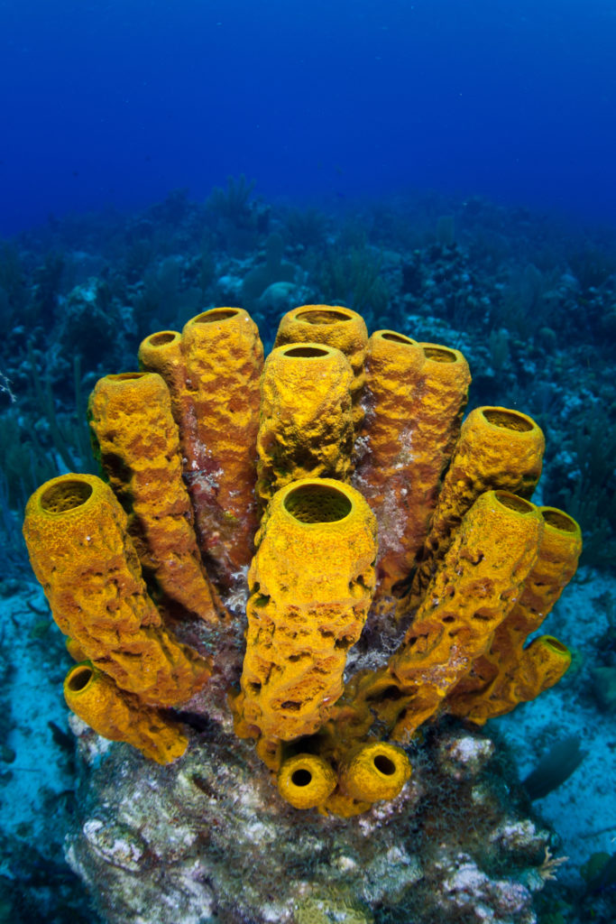 do sponges move from place to place