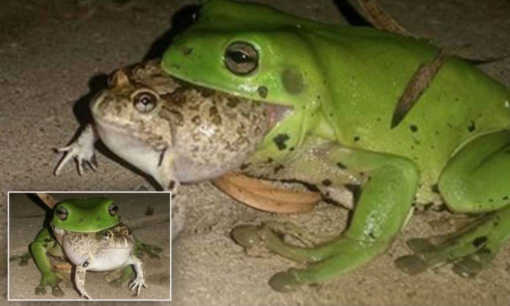 What Animals Eat Frogs? (Top 8 Predators)
