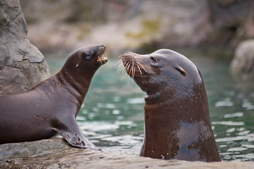 What Do Sea Lions Eat? (Diet & Facts)