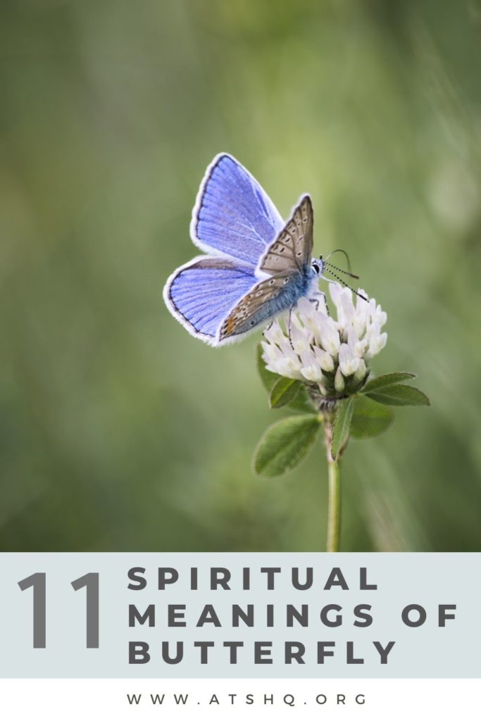 Butterfly Symbolism: 11 Spiritual Meanings of Butterfly