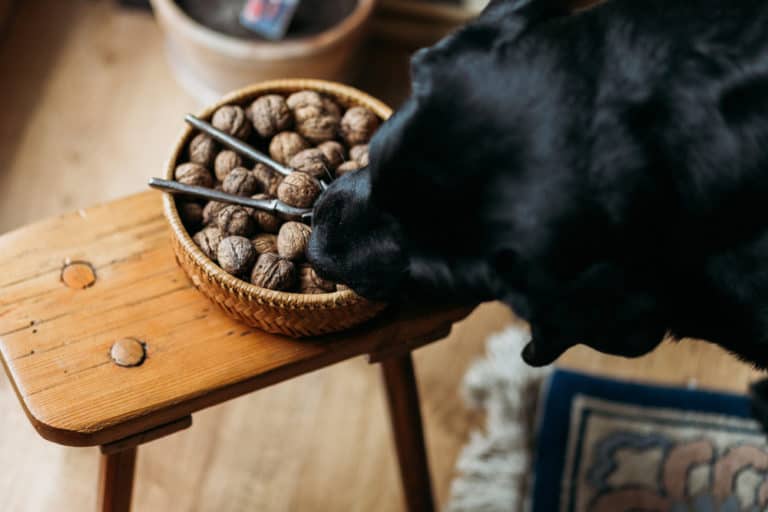 5 Nuts that are Safe for Dogs to Eat (Diets, Care & Feeding Tips)