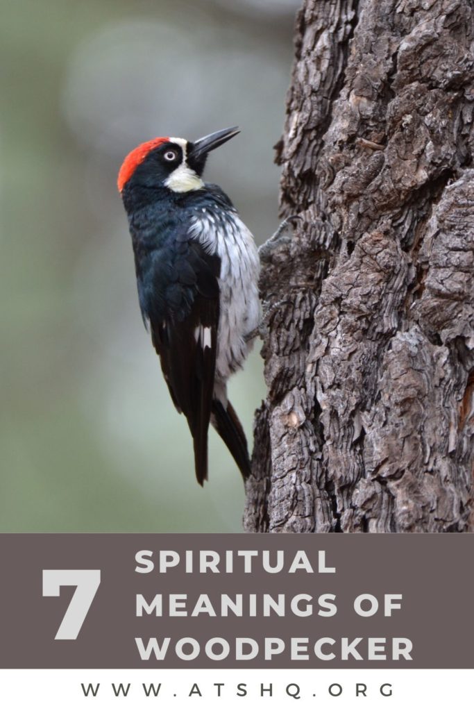 woodpecker spiritual meaning