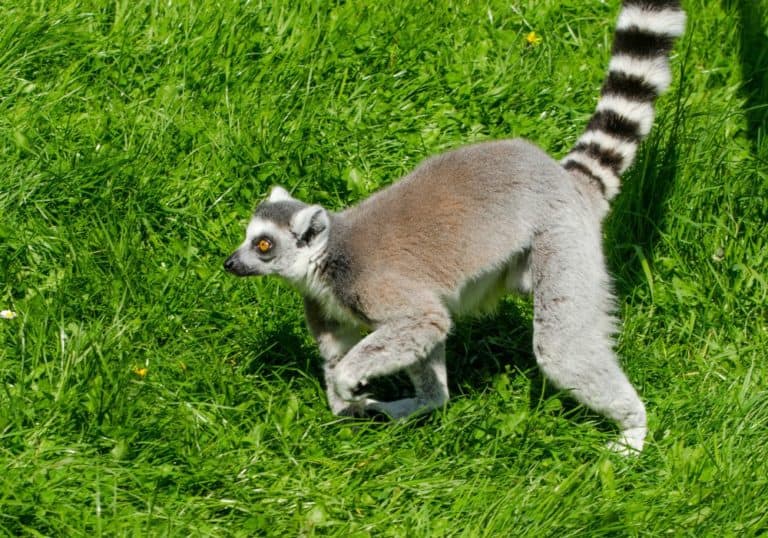 What Do Lemurs Eat Diet And Facts