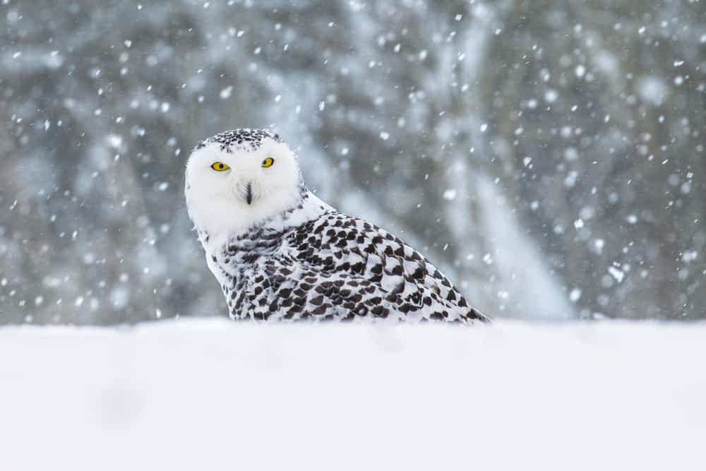 Snowy Owl Symbolism: 8 Spiritual Meanings of Snowy Owl
