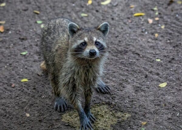 What Does Raccoon Poop Look Like? (Identification & Cleaning)