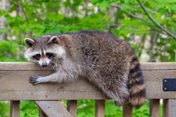 Raccoon Noises: What Sound Does a Raccoon Make?